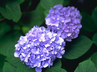hana_001.jpg