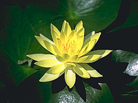 hana_002.jpg