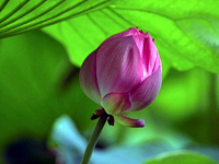hana_003.jpg